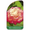 roza-wielkokwiatowa-242-standard1