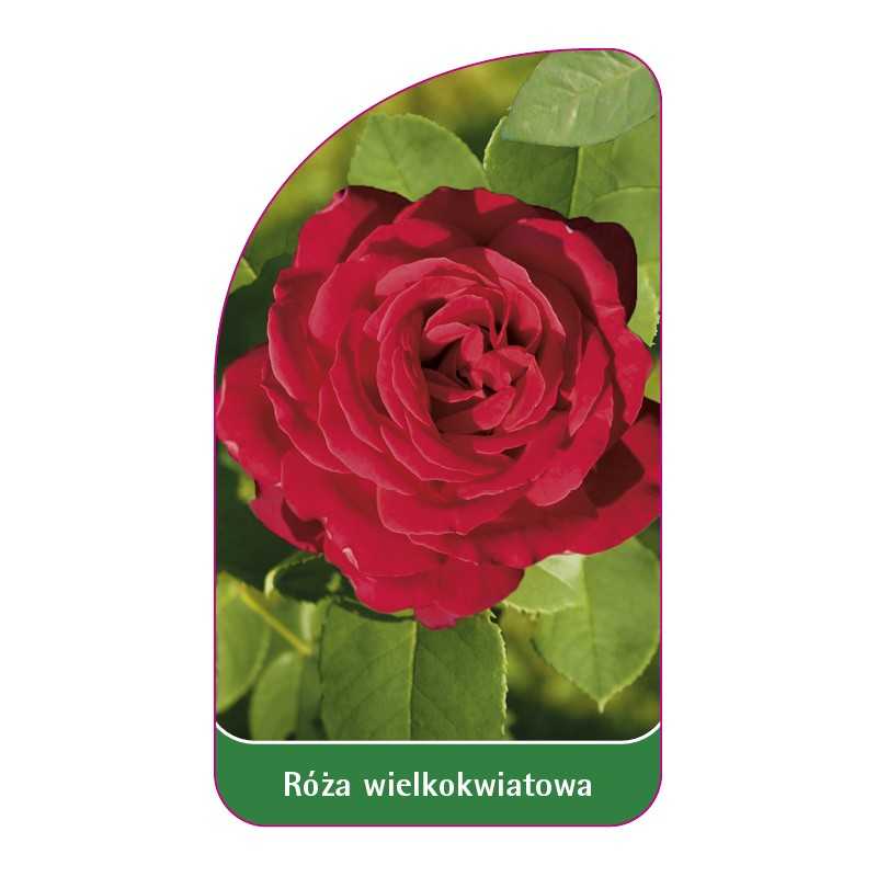 roza-wielkokwiatowa-245-standard1