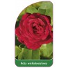 roza-wielkokwiatowa-245-standard1