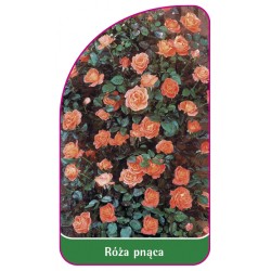 Róża pnąca 315 B (mini)