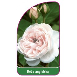 Róża angielska 504