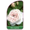 roza-angielska-5041