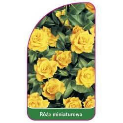 Róża miniaturowa 6000 A