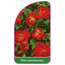 Róża miniaturowa 6001