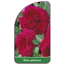 Róża parkowa 405 (mini)