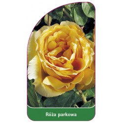 Róża parkowa 405 (standard)