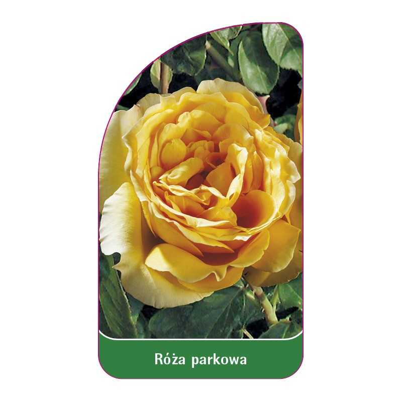 roza-parkowa-405-standard1