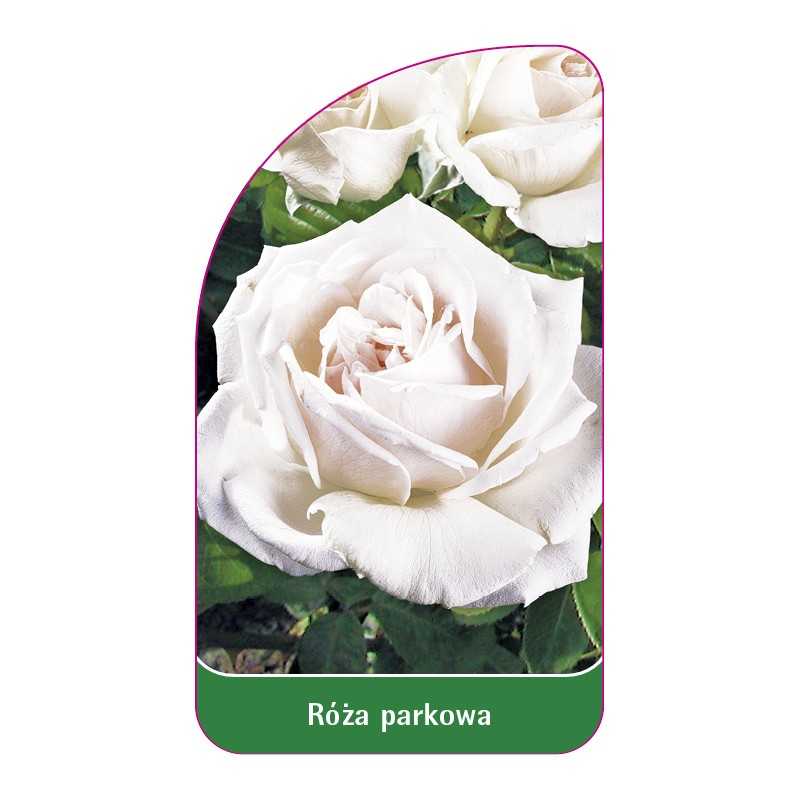 roza-parkowa-409-standard1