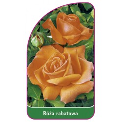 Róża rabatowa 102 B