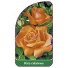 roza-rabatowa-102-b1