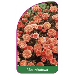 Róża rabatowa 102 A