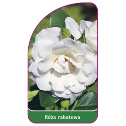 Róża rabatowa 103 B