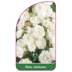 Róża rabatowa 103 A (mini)