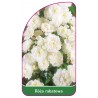 roza-rabatowa-103-a-mini1
