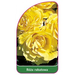 Róża rabatowa 104 A
