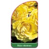 roza-rabatowa-104-a1
