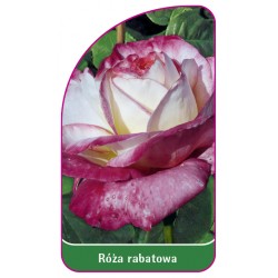 Róża rabatowa 105 B