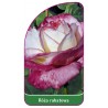 roza-rabatowa-105-b1