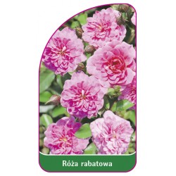 Róża rabatowa 105 A (mini)
