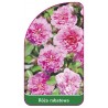 roza-rabatowa-105-a1