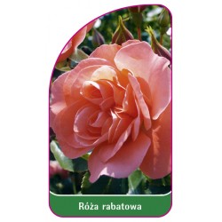 Róża rabatowa 106 B