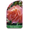 roza-rabatowa-106-b1
