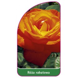 Róża rabatowa 107 B