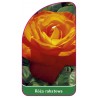 roza-rabatowa-107-b1