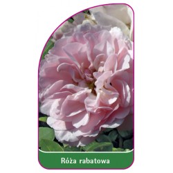 Róża rabatowa 109 A