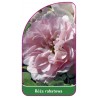 roza-rabatowa-109-a1