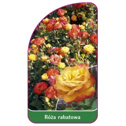 Róża rabatowa 110 B