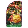 roza-rabatowa-110-b1