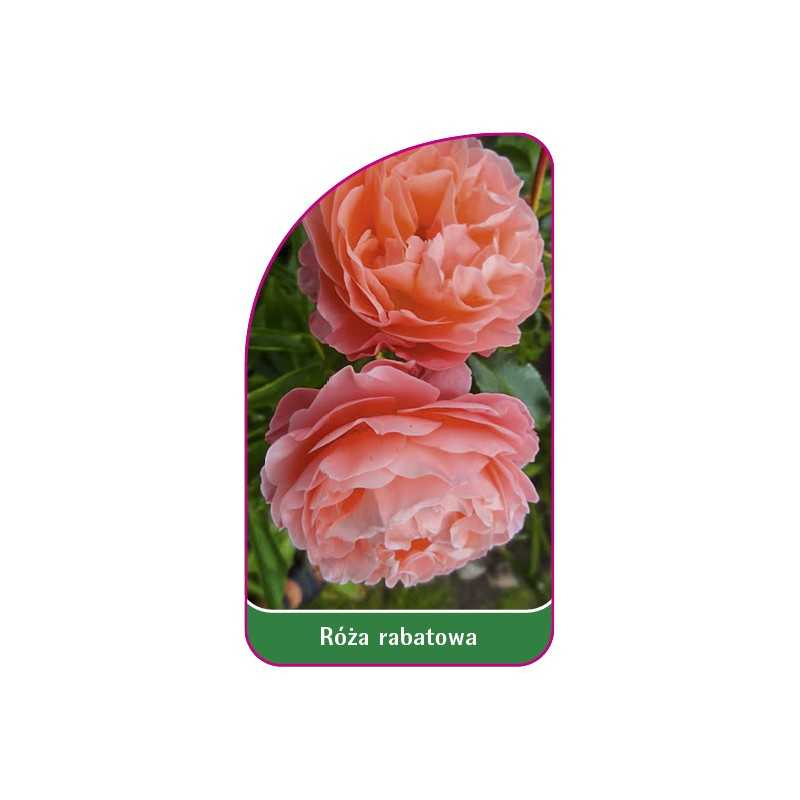 roza-rabatowa-1131