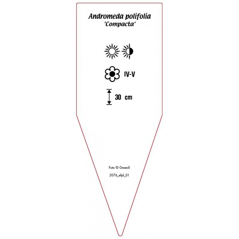 andromeda-polifolia-compacta-0