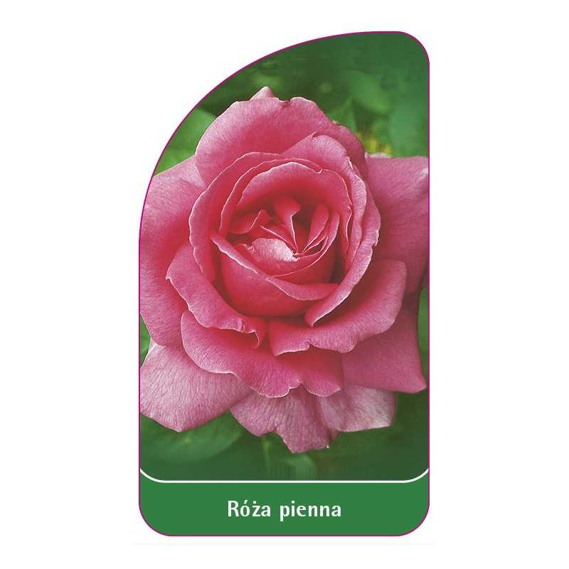 roza-pienna-21