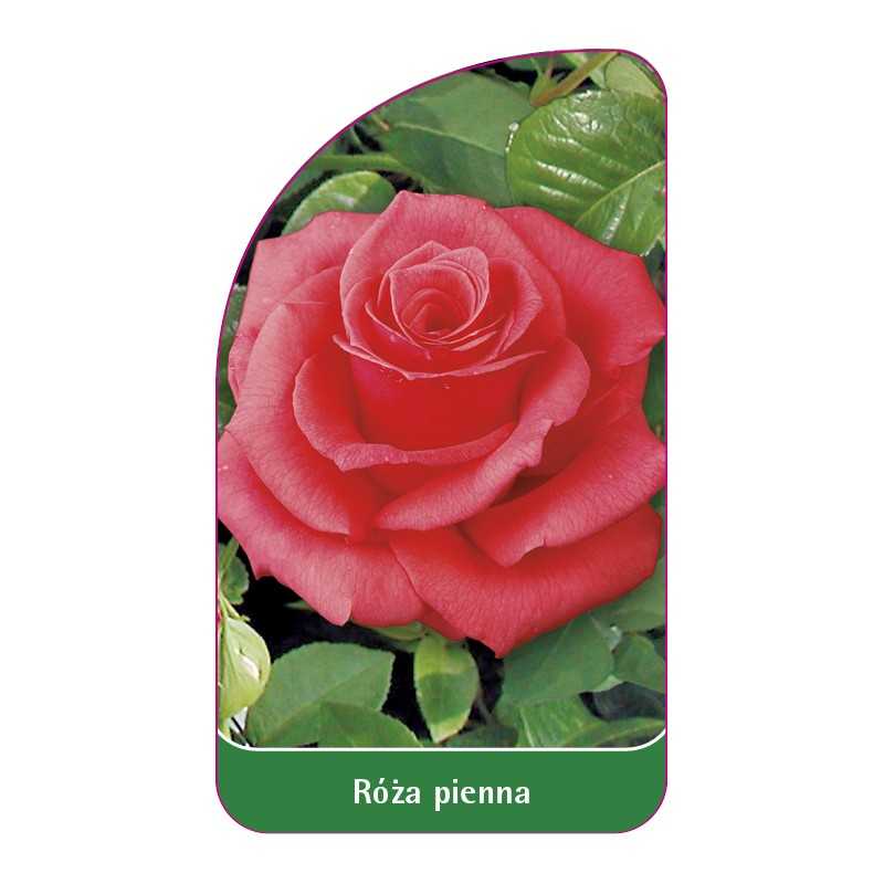 roza-pienna-31