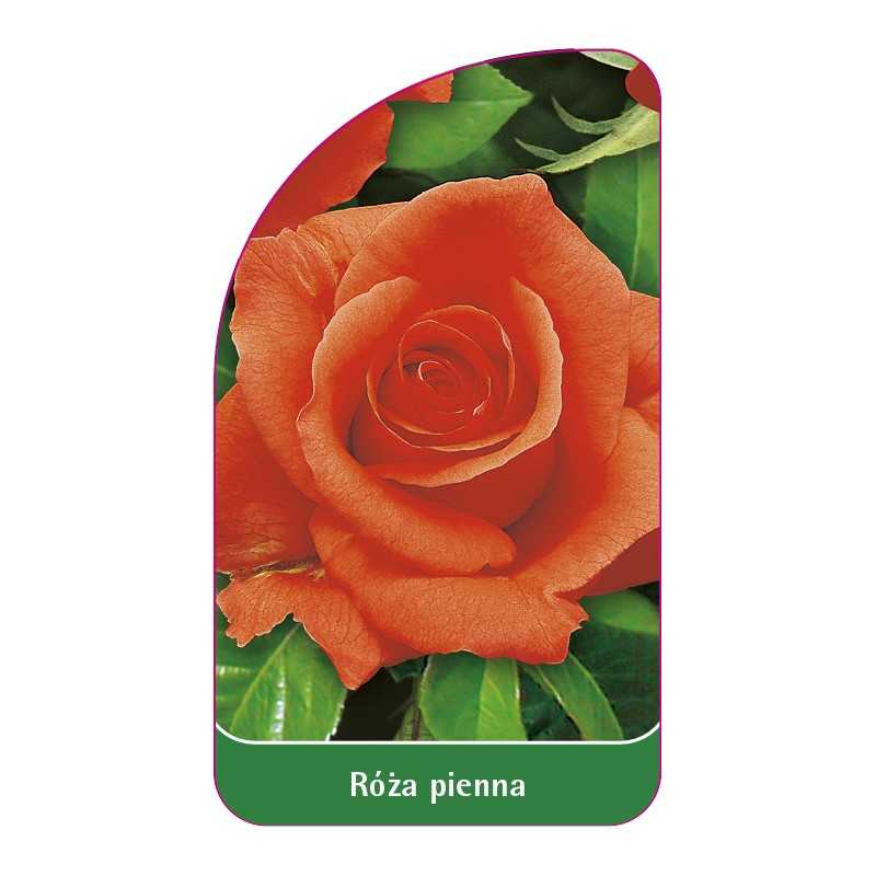 roza-pienna-91