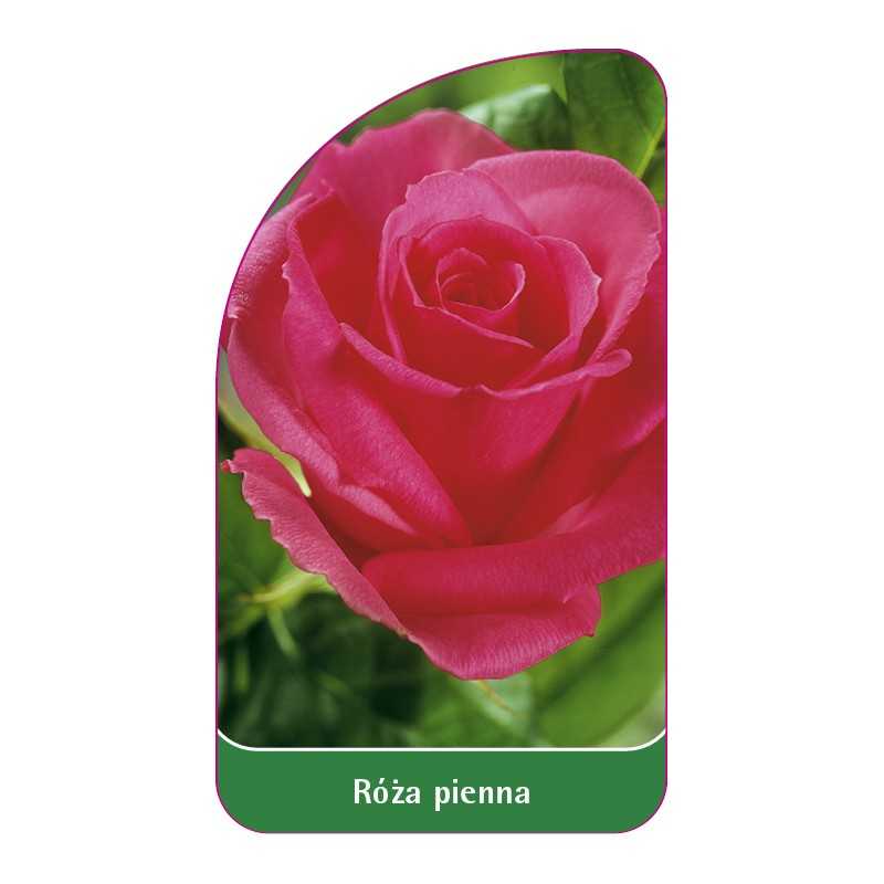 roza-pienna-111