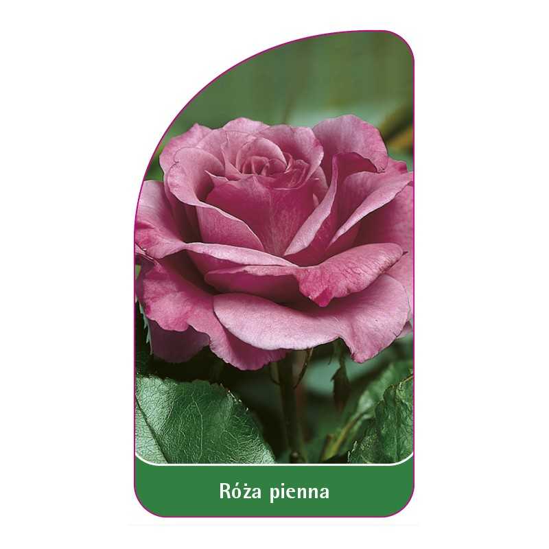 roza-pienna-151
