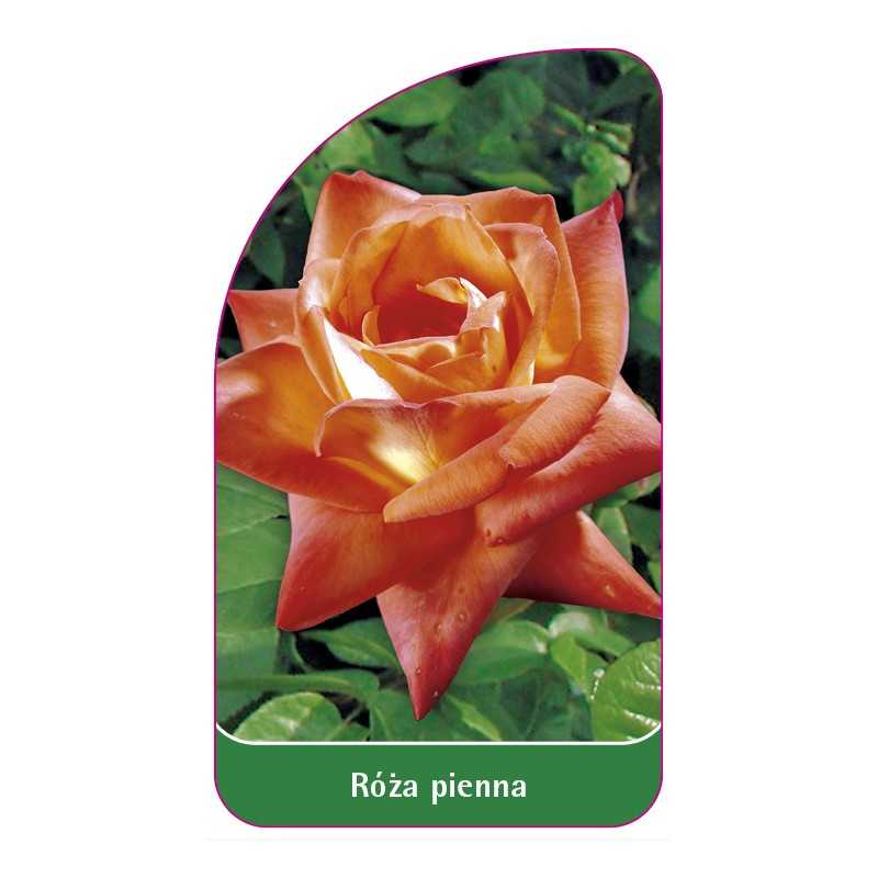 roza-pienna-251