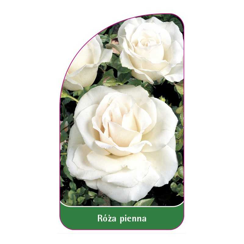 roza-pienna-461