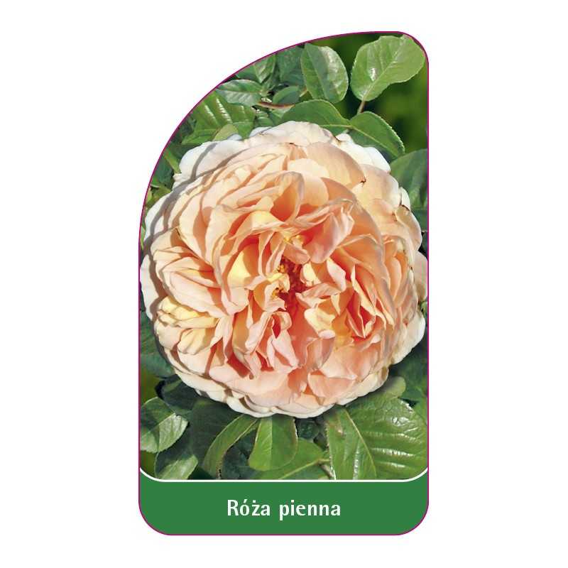 roza-pienna-551