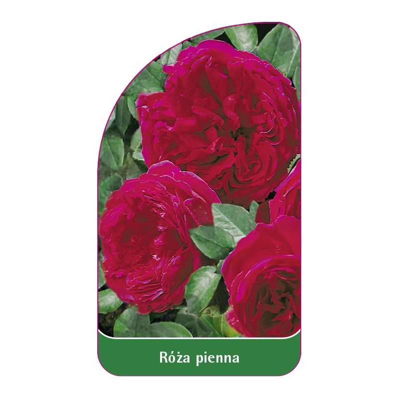 roza-pienna-581