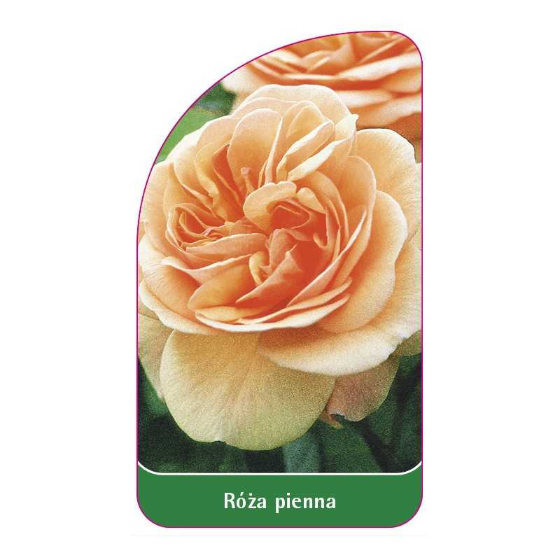 roza-pienna-591