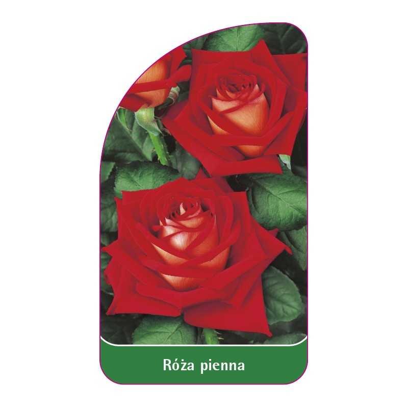 roza-pienna-611