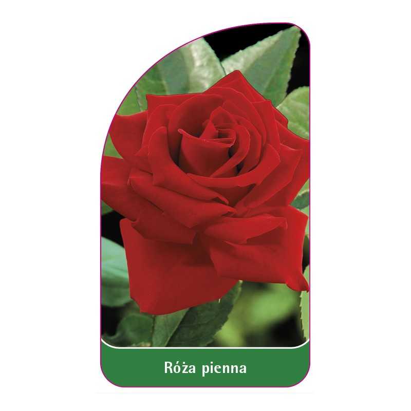 roza-pienna-671