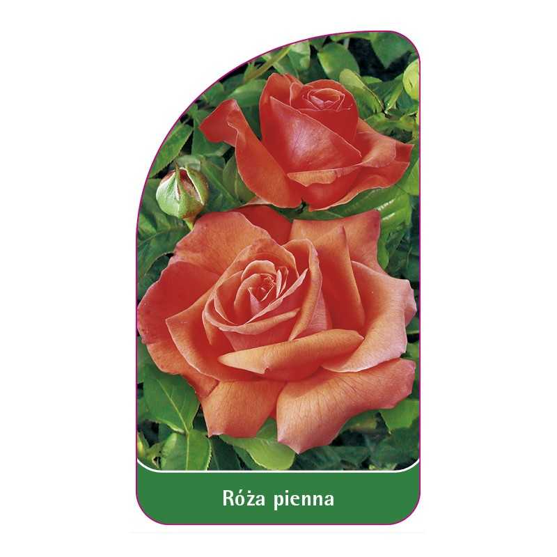 roza-pienna-691