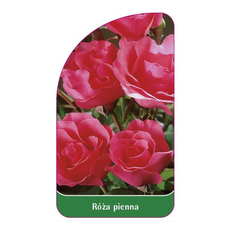 roza-pienna-701