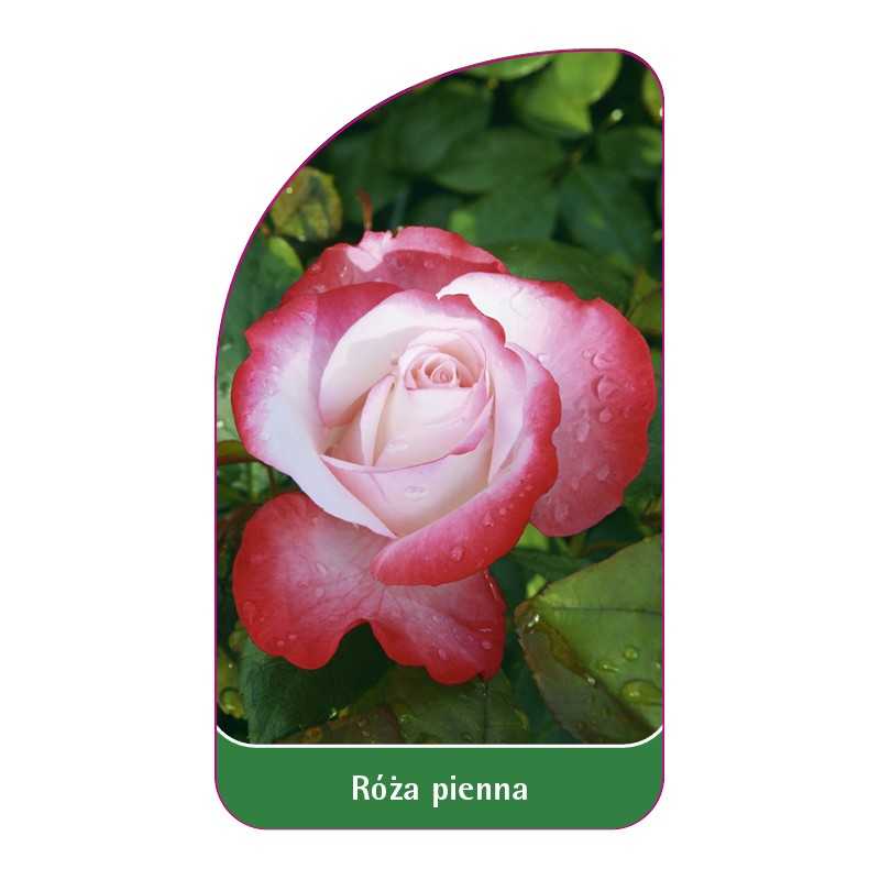 roza-pienna-711