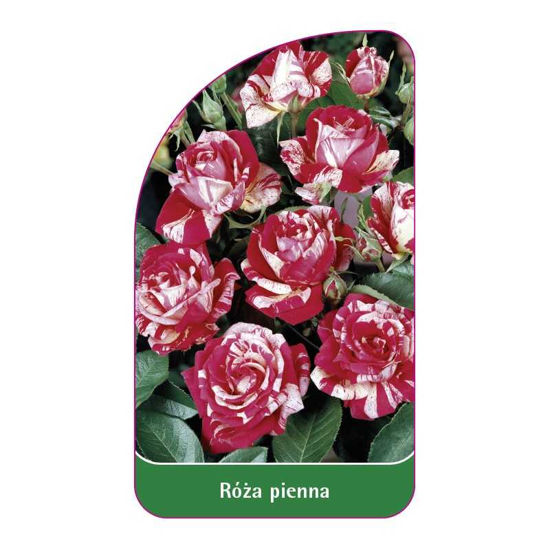 roza-pienna-881